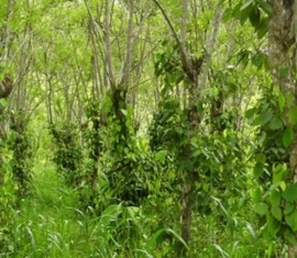 Zwarte Peper BIO - piper nigrum