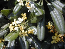 Petitgrain BIO - citrus aurantium ssp amara var pumilia