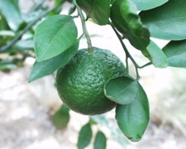 Mandarijnschil, Groene BIO - citrus reticulata var mandarina