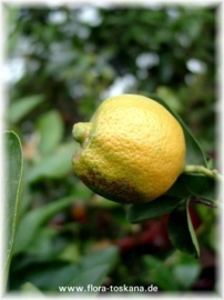 Limoenschil geperst BIO - citrus aurantifolia