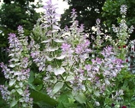 Scharlei BIO - salvia sclarea