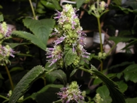 Patchouli BIO - pogostemon cablin