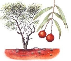 Australisch Sandelhout BIO - santalum spicatum