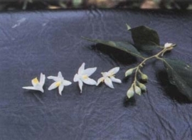 Benzoë - styrax tonkinensis/ benzoë - MOMENTEEL NIET LEVERBAAR