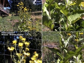 Alant BIO - inula graveolens