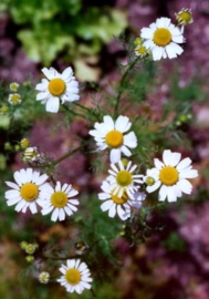 Roomse Kamille - anthemis nobilis