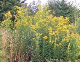 Canadese Guldenroede  - solidago canadiensis