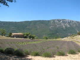 Lavendel Fine AOP BIO - lavende angustifolia 'population'