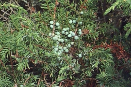 Jeneverbes BIO - juniperus communis