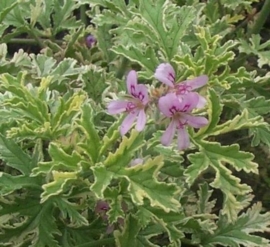 Geranium 'African' BIO - pelargonium x asperum 'african'