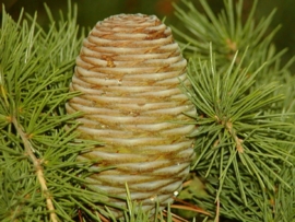 Ceder Himalaya - cedrus deodora