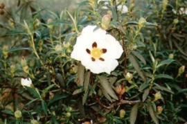 Zonneroosje BIO - cistus ladaniferus