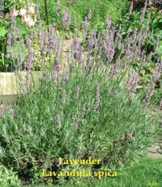 Spijk Lavendel BIO - lavandula latifolia/ aspic