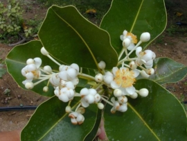 Calophyllum Olie