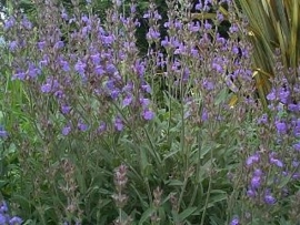 Salie, Spaanse - salvia lavandulaefolia