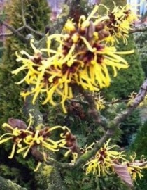 Hamamelis Crème