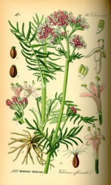 Valeriaan - valeriana officinalis