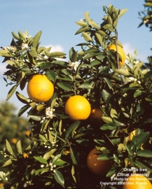 Sinaasappel, Zoete  BIO - citrus cinesis