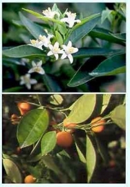 Mandarijn Blad BIO - citrus reticulata var mandarina