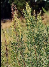 Dragon - artemisia dranunculus