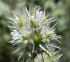 Spaanse Marjolein BIO - thymus mastichina