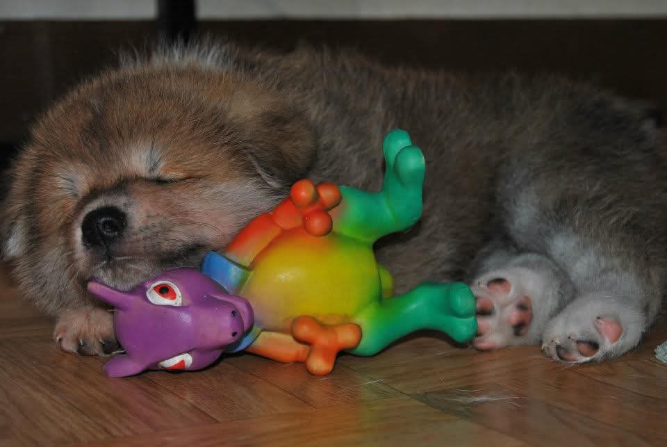 An Ode to My Little Dragon