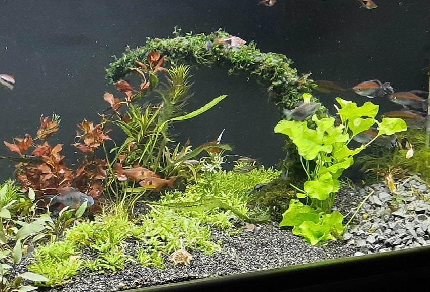 Voordelig Aquariumplanten Kopen Dha Aquarium