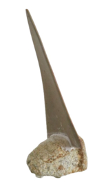Seilbat