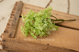 Volle tak Sedum Bush (creme)