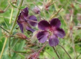 Paarse geranium Bloemenessence (multidimensioneel)