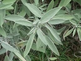 Salvia officinalis - 30 ml