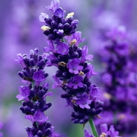 Lavendelolie - 30 ml