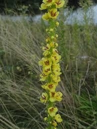 Verbascum nigrum - 50 ml