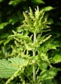 Urtica - 30 ml