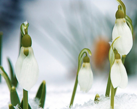 Sneeuwklokje  (Plantspirit extra)