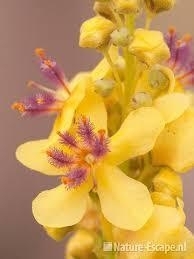 Verbascum nigrum - 50 ml