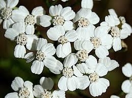 Achillea millefolium - 30 ml  (Duizendblad)