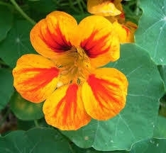 Tropaeolum - 30 ml