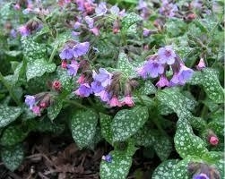 Pulmonaria - 30 ml