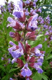 Salvia officinalis - 30 ml