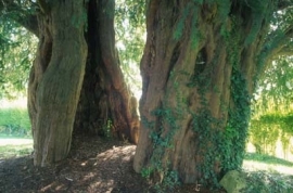 Yew Tree - Alton Priors (Church of all Saints)