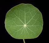 Tropaeolum - 30 ml