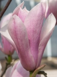 Magnolia Bloemenessence