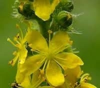 Agrimonia eupatoria - 30 ml