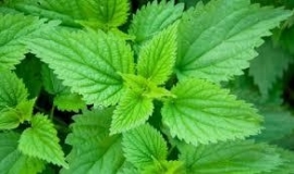 Urtica - 30 ml