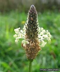 Plantago lanceolata 30 ml