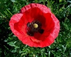 Papaver Rh. D1 - 30 ml