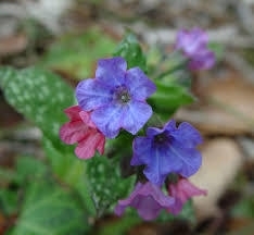 Pulmonaria - 30 ml