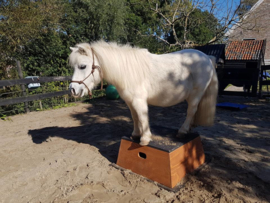 Freedom dressage block Square