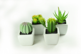 Vetplantjes - set van 4 stuks